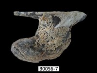 藏品(企鵝鶯蛤)的圖片